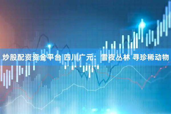 炒股配资资金平台 四川广元：雪夜丛林 寻珍稀动物